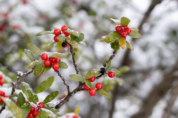 Wall Mural - red berries on snow