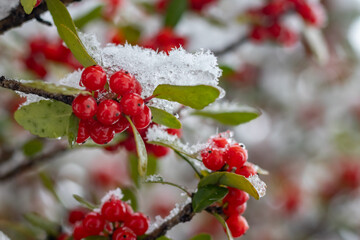 Wall Mural - red berries on a branch