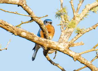 Eastern Bluebird perched in a tree