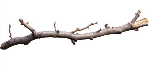 isolated grey tree branch with small twigs and offshoot.