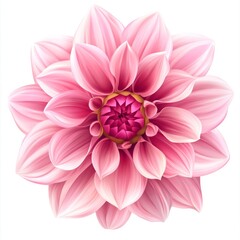 Wall Mural - Pink Dahlia flower blossom, close-up view.