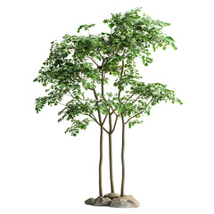 Poster - Lush Green Trees Isolated on White Background for Natural Beauty