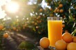 © kribbox - Fresh orange juice, orchard sunset, glass, advertising