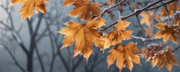 Wall Mural - Amber-colored maple leaves cling to a frosty winter branch , foliage, nature, fall