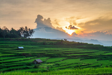 rice terraces in island