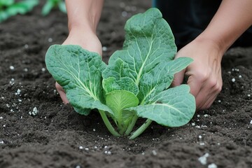 Wall Mural - Gardener planting Bok Choy in garden soil