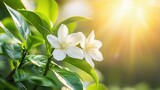 Sunrise Jasmine Blossoms: Two delicate white jasmine flowers bloom vibrantly, bathed in the golden light of a sunrise, surrounded by lush green leaves.