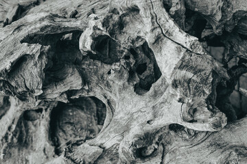 Beautiful dark and grungy faded black and white photo of a textured wood of a giant tree in closeup.