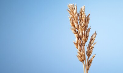 Wall Mural - Golden wheat stalk against blue background.  Use Agriculture, food industry