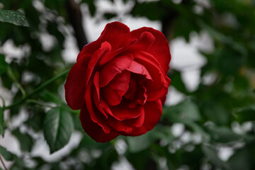 Wall Mural - Close-up of a dark red rose against a background of bright green foliage. The blooming of a rose symbolizing beauty, love and romance during the day in natural light. A red rose blooms in the garden. 