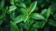 © Sehraye - Stevia sweetener leaves icon. Healthy sweetener, natural supplement or healthy food emblem, stevia leaves extract vector label. Stevia product green icon or emblem with handwritten text