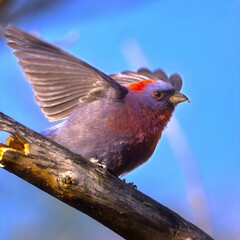 Wall Mural - Vibrant bird on branch with open wings.