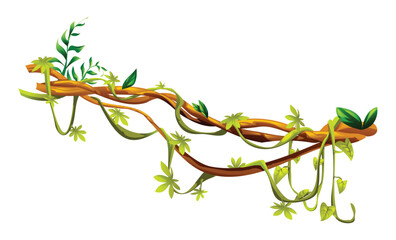 jungle vine plants with leaves intertwined on liana branches. vector cartoon illustration