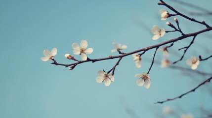 delicate white blossoms on a branch against a clear blue sky.