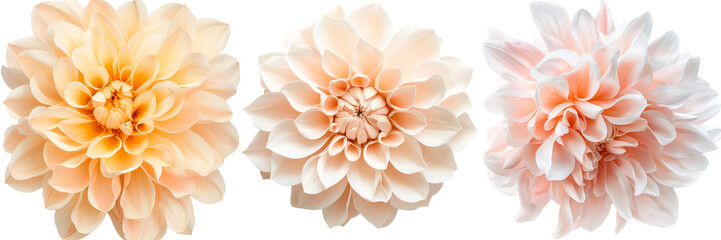 Aufkleber - Chrysanthemum flower distinctly placed on a see-through background