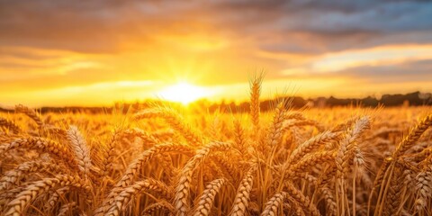 Wall Mural - Golden wheat field illuminated by a vibrant sunset; warm orange and yellow tones; foreground focuses on wheat stalks with a glowing horizon.