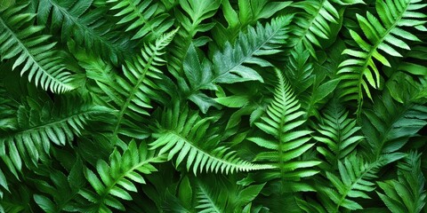  Lush green fern leaf pattern background from a top view featuring various shades of green creating a vibrant and natural botanical scene