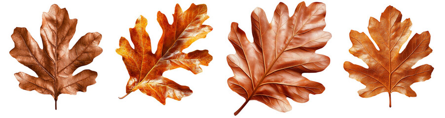 Poster - Isolated dry autumn oak leaf with a transparent backdrop