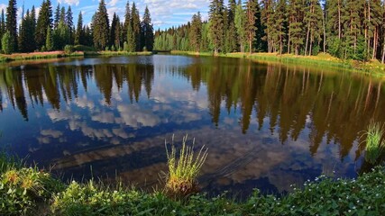 Aufkleber - Scenic lake surrounded by tall pine trees in the countryside captures the tranquility of nature on a sunny day
