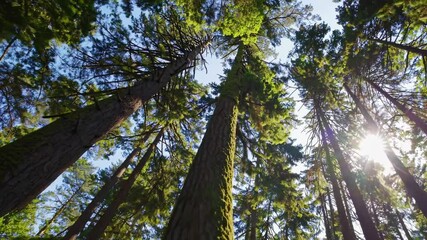 Aufkleber - Explore towering trees reaching toward the blue sky in a serene forest setting
