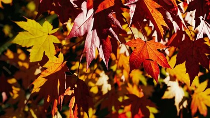 Poster - Colorful autumn leaves showcase vibrant shades in a serene outdoor setting during a sunny afternoon