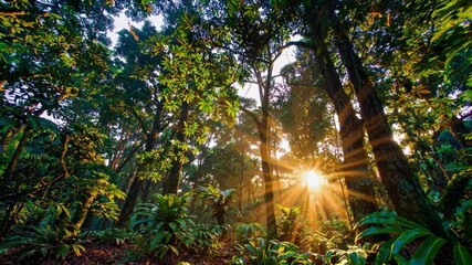 Aufkleber - Sunlight breaks through the canopy in a vibrant tropical jungle during the early morning hours