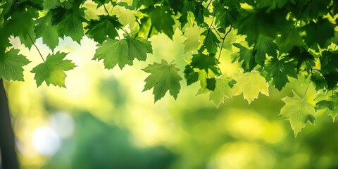 vibrant green maple leaves hanging gracefully against a soft blurred green background creating a ser