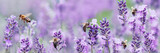 Honey bee pollinating lavender flowers. Plant decay with insects. Blurred summer background of lavender flowers with bees. Beautiful wallpaper. soft focus. Lavender Field