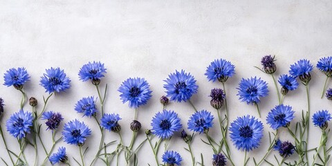 Poster - Blue cornflowers in a flat lay arrangement on a light grey surface with ample negative space for text; natural and fresh botanical aesthetics.