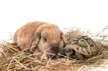 Wall Mural - rabbit and turtle in studio