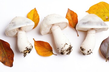 Poster - A still life image of various types of mushrooms and leaves arranged on a white surface