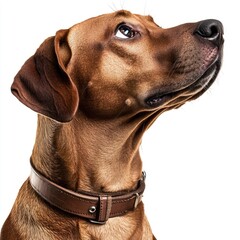 Canvas Print - Close-up shot of a dog wearing a collar, great for pet-related content