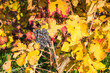 © Matteo Colombo - Red grapes and vine foliage close up in autumn, France