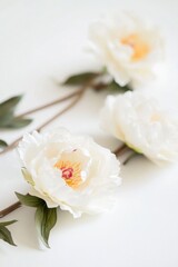 Aufkleber - Three white flowers with green leaves on a white surface