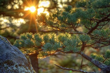 Poster - A pine tree's branches cast a silhouette against the sun, ideal for use in designs related to nature and scenery