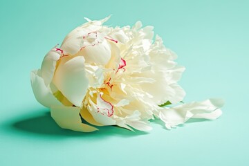 Poster - A close-up of a single white flower sitting on a blue background