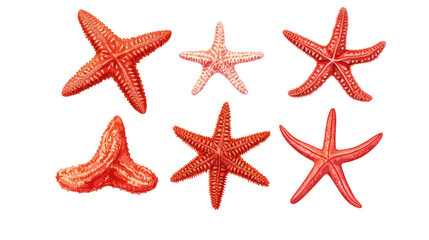 Poster - Red Starfishes on Transparent Background Generative AI