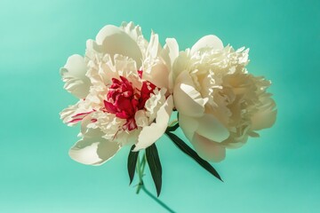 Poster - A single white flower with a bright red center grows against a calm blue background, perfect for illustrations and designs