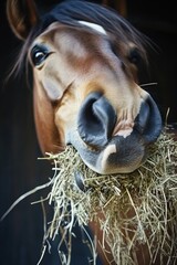 Poster - Close-up of a horse munching on hay in a green field