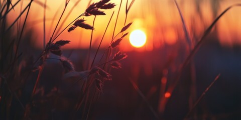 Poster - A serene scene with the sun dipping below the horizon amidst tall grass