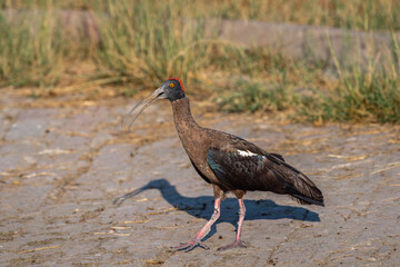 Wild Red naped ibis or Indian black ibis or Pseudibis papillosa bird closeup or portrait with open bill at keoladeo national park bharatpur bird sanctuary sanctuary rajasthan india asia