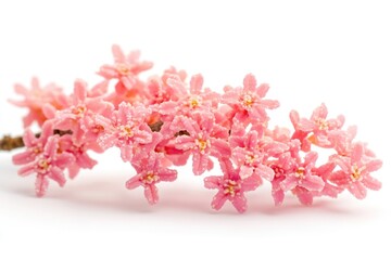 Poster - Close-up shot of a bouquet of pink flowers on a white surface