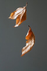 Poster - A pair of brown leaves suspended in mid-air, creating a sense of gentle movement
