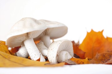 Poster - A group of mushrooms sit atop a pile of dry leaves, nature scene