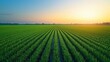 © tzu - A green rice field with a sunset in the background