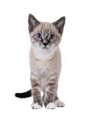 Wall Mural - cute house cat kitten, with tabby point pattern, standing up facing front. looking straight to camer