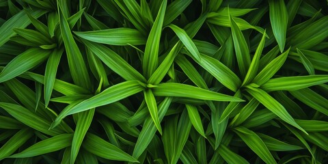 Poster - Top view of fresh grass background showcasing vibrant green blades, offering a natural and calming scene with fresh grass that enhances the beauty of outdoor spaces.