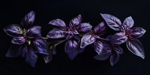 Aufkleber - Isolated purple basil herb on a striking black background, highlighting the unique color and texture of the purple basil. This purple basil stands out beautifully against the dark backdrop.