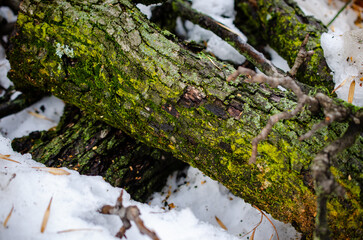 moss on tree trunk