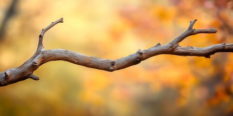 Poster - Dry branch and stick set against an autumn background create a picturesque scene. The dry branch and stick exemplify the beauty of autumn, showcasing nature s serene transition.